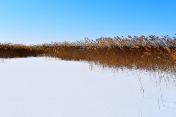 芦苇 白雪芦苇