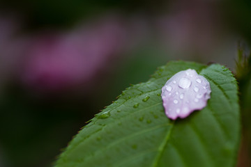 水滴 丁香花 绿叶