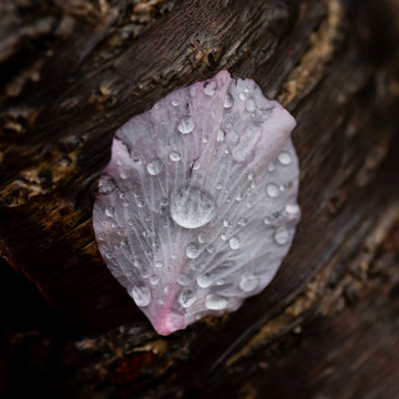 水滴 丁香花 树干