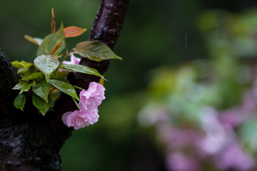 樱花 小雨