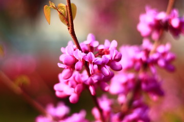 紫荆花