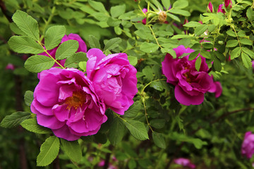 玫瑰 香料植物