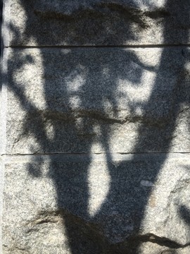 纹理石墙树影