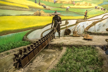 古代水稻种植