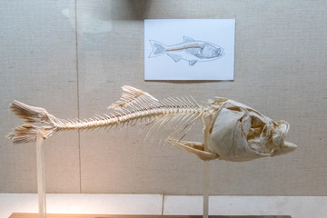 鱼骨架标本