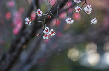 梅花