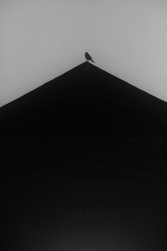 屋顶的小鸟