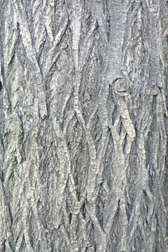 树纹