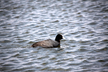 湿地 水鸟 鸟 水 湖 鸟类