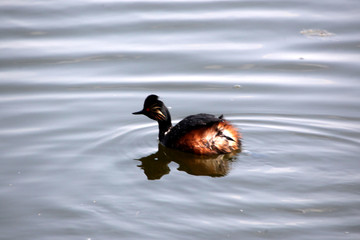 湿地 水鸟 鸟 水 湖