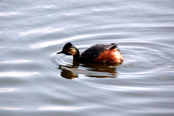 湿地 水鸟 鸟 水