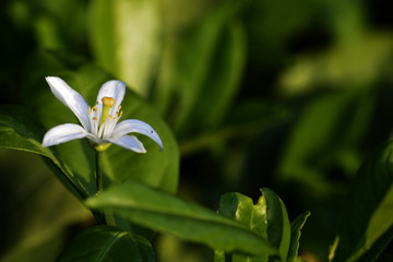 桔子花