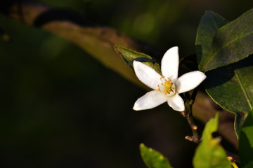 桔子花特写