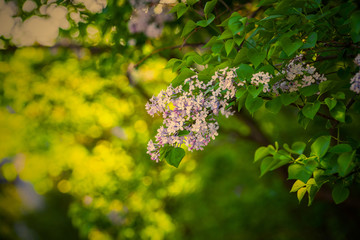 丁香花