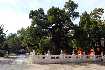 孔庙 北京风光 庭院