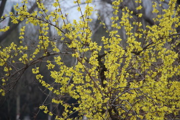 迎春花