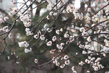 李子花