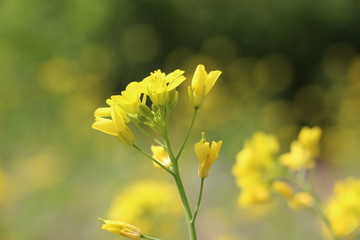 油菜花