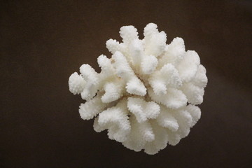白色珊瑚 珊瑚标本