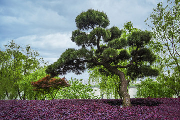 景观松树造型