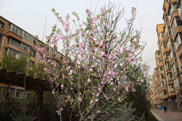 春天盛开的花朵