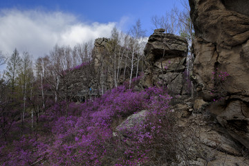 天台山杜鹃花