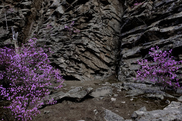 天台山杜鹃花