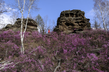 天台山杜鹃花