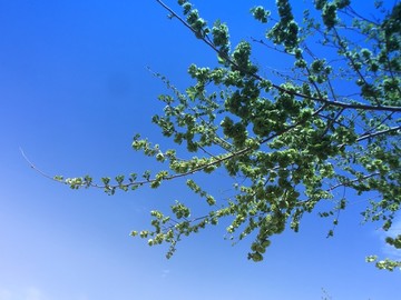 蓝天 树枝 榆树 榆树钱