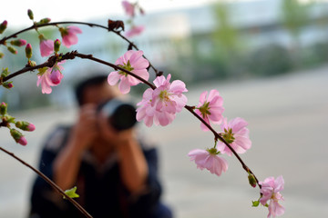 榆叶梅