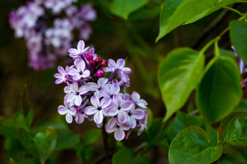 丁香花