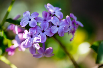 丁香花