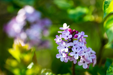 丁香花