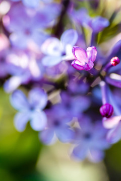 丁香花