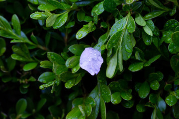 雨后 雨滴 水珠 绿叶 花瓣
