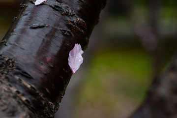 雨后 雨滴 水珠 绿叶 花瓣