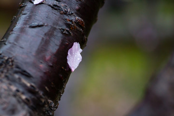 雨后 雨滴 水珠 绿叶 花瓣