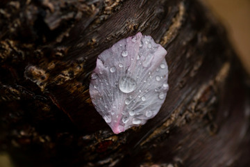 雨后 雨滴 水珠 绿叶 花瓣