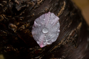 雨后 雨滴 水珠 绿叶 花瓣