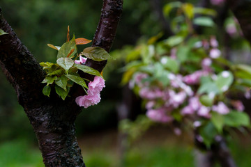 雨后 雨滴 水珠 绿叶 花瓣