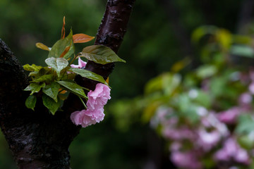 雨后 雨滴 水珠 绿叶 花瓣