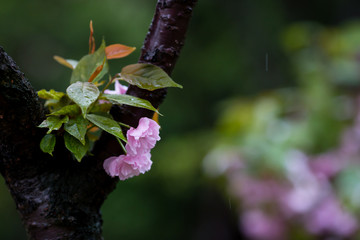 雨后 雨滴 水珠 绿叶 花瓣