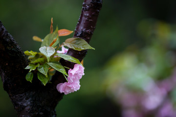 雨后 雨滴 水珠 绿叶 花瓣