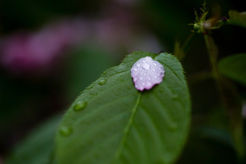 雨后 雨滴 水珠 绿叶 花瓣