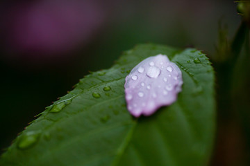 雨后 雨滴 水珠 绿叶 花瓣