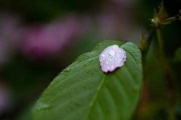 雨后 雨滴 水珠 绿叶 花瓣