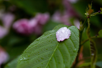 雨后 雨滴 水珠 绿叶 花瓣