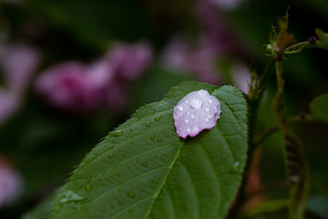 雨后 雨滴 水珠 绿叶 花瓣