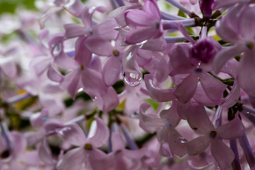 雨后 雨滴 水珠 绿叶 花瓣