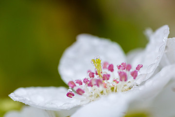 雨中的梨花